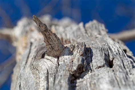 Broken Branch Free Nature Stock