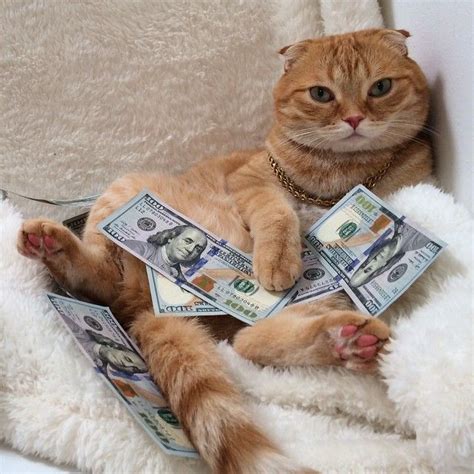 🐱💼💵 On Instagram Here 4 A Good Time Not A Long Time Cashcats
