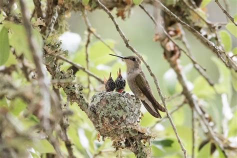 10 Adorable Pictures Of Baby Hummingbirds Birds And Blooms
