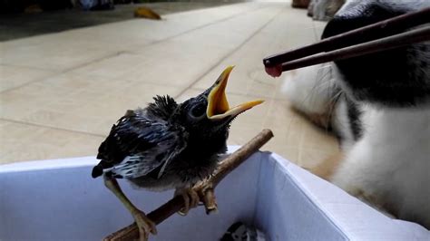 Baby Myna Bird Feeding Time ได้เวลาเลี้ยงลูกนกเอี้ยง Youtube