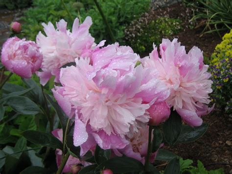 Peonies Peonies Peonies Peonies As Cut Flowers