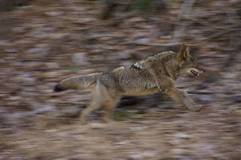Coyote Running Photograph By Jeff Bushnell Pixels