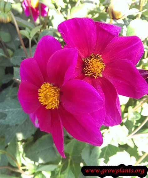Maybe you would like to learn more about one of these? Dahlia single flower - How to grow & care