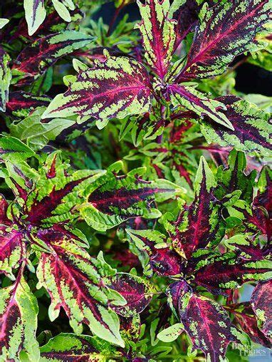 Cascading deep green foliage accents the profuse, wonderfully fragrant flowers, which range in color from very dark purple to white. 7 Heat-Tolerant Annuals That Bloom All Summer | Shade ...