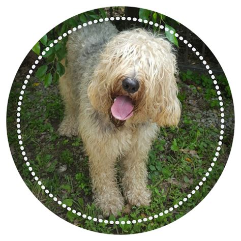 Old Country Otterhounds & Irish Terriers