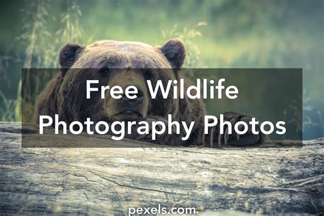 Free Stock Photos Of Wildlife Photography · Pexels