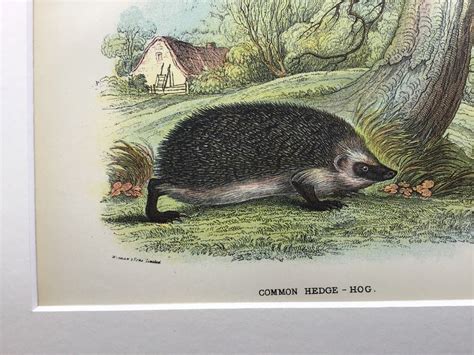 1896 Antique Hedgehog Print Old Print From 1896 Original Etsy