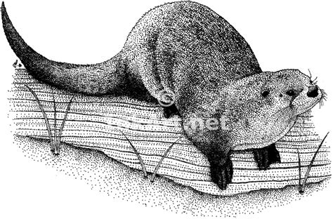 Northern River Otter (Lontra canadensis) Line Art and Full Color