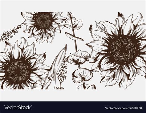 Sunflowers Line Art Hand Drawn Decor Royalty Free Vector