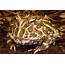 Argentine Horned Frog / Pacman – Arbor View Animal Hospital