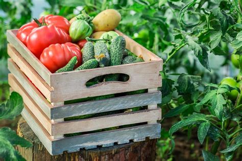 Top 20 Garden Vegetables To Grow Kellogg Garden Organics