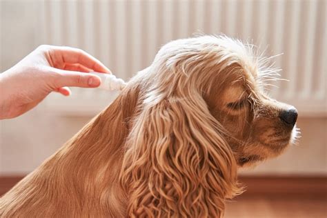 Flea Allergy In Dogs Great Pet Care