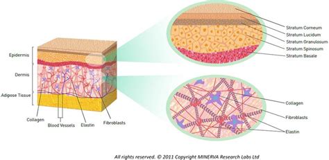 Diagram Showing The Structure Of Healthy Skin In Which The Different