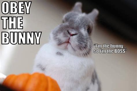 Pin By Calle Jean On Bunnies Bunny Meme Funny Bunnies Cute Baby Bunnies