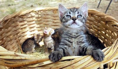 View bobcat construction equipment online auctions at auctiontime.com. Cat Defender: Rural Alabama Man Makes a Killing Forcibly ...