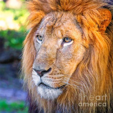 Beautiful Liion By Stephanie Hayes Male Lion Wildlife Nature Beautiful