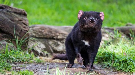 Facial Tumour Disease Evolving To Coexist With Tassie Devils