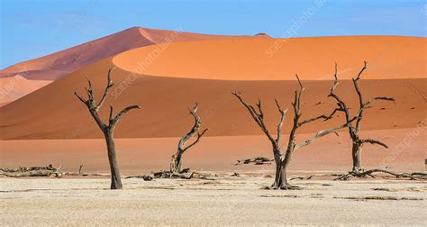 Dead Trees In Desert Namibia Stock Image C0499083 Science Photo