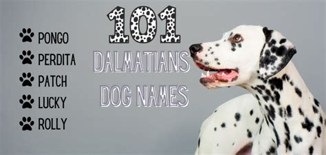 101 Dalmatians Dog Names For Your Puppy Petstime