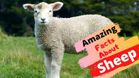 Top 20 Amazing Facts About Sheep Youtube