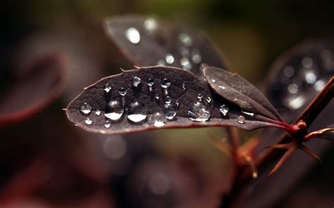 Wallpaper Leaves Black Nature Red Water Drops Branch Dew Leaf