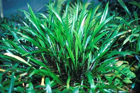 The genus is naturally distributed in tropical regions of india, southeast asia and new guinea. Cryptocoryne spiralis var. caudigera