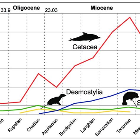 Pdf Feeding In Marine Mammals An Integration Of Evolution And