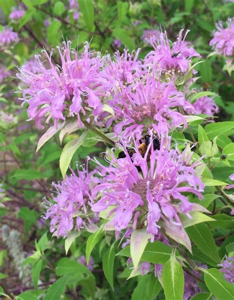 We did not find results for: Recommended Native Plants for Maryland | University of ...