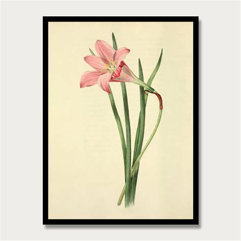 Flower Watercolor Print Pink Amaryllis Botanical Wall Art Etsy
