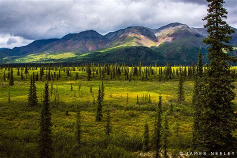 Tundra View Denali National Park Alaska National Parks Photography