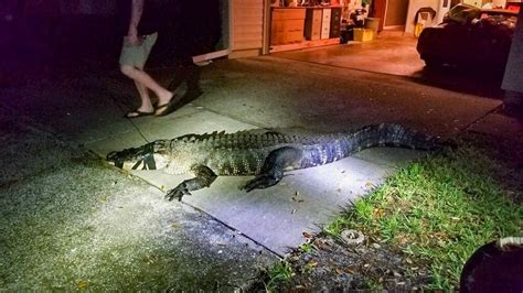 Florida Woman 77 Wakes To Find 11ft Alligator In Her Kitchen Us