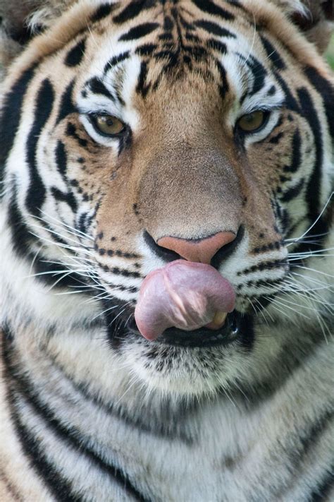 They are carnivores that hunt for prey at night. Amur Tiger