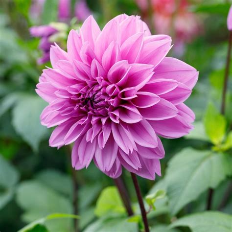 Dahlia Dinnerplate Lilac Time 2 Tuber Clumps Longfield Gardens