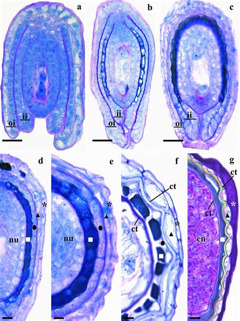 Seed Coat Development In Juncus Tenuis Ac Longitudinal Sections Of