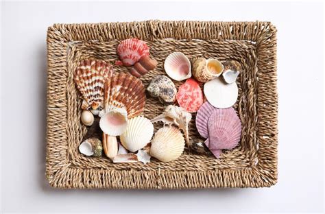 Set Of Different Sea Shells Isolated On White Top View Montessori Toy