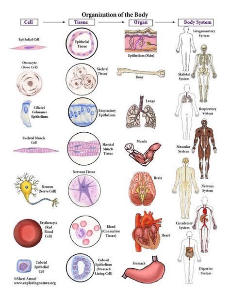 Connecting The Cells To Tissues To Organs To Organ Systems Diagram