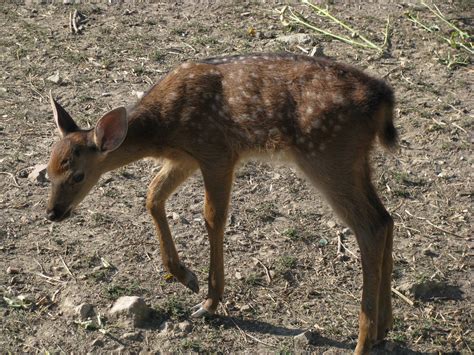Sika Deer Fawn 2011 Zoochat