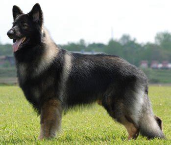 The puppies are very well socialized with people and other dogs. Shiloh Shepherds: What's Good About 'Em, What's Bad About 'Em