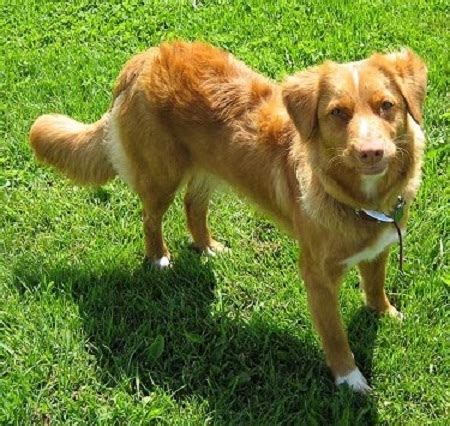 Nova scotia duck tolling retriever welpen. Medium-Sized Dog Breeds: Nova Scotia Duck Tolling Retriever