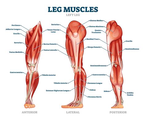 Arm Muscle Diagram Labeled Muscle Anatomy Leg Diagram Human Anatomy My Xxx Hot Girl