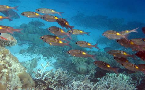 Ocean Fish Coral Underwater World Background For Desktop