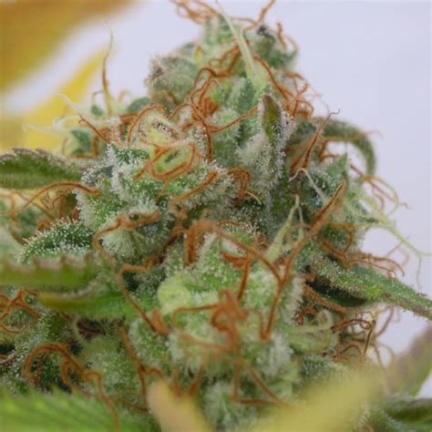 Auto Gorilla Glue 4 Feminised Cannabis Seeds Original Sensible Seeds