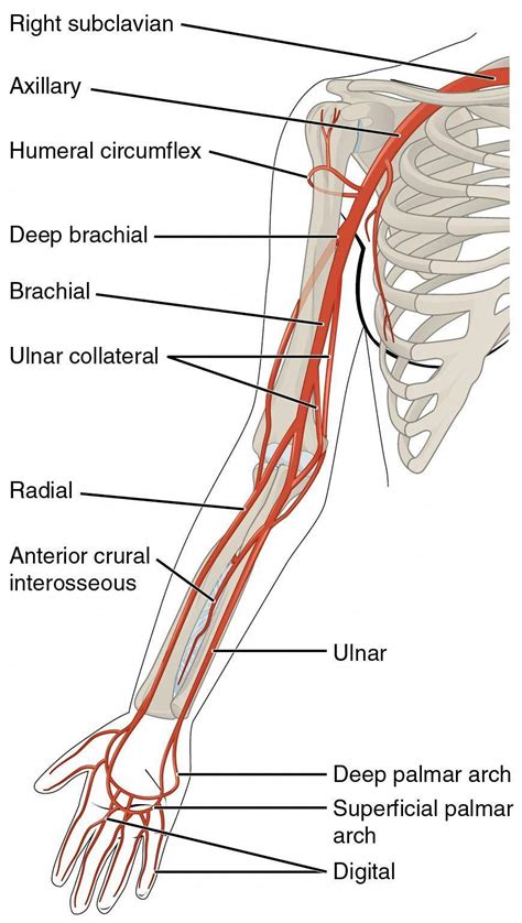 This Diagram Shows The Arteries In The Arm