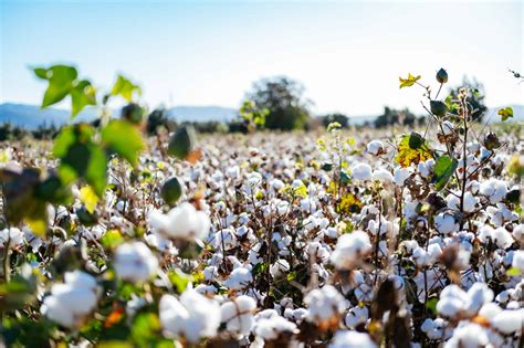 Transparency And Visibility In Cotton Textile And Apparel Value Chains