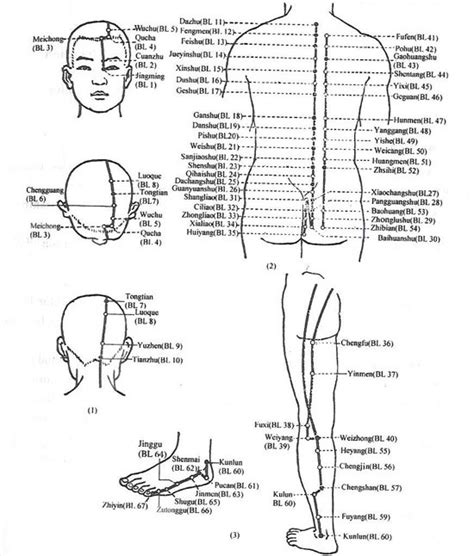 Acupuncturecom Acupuncture Points Urinary Bladder Meridian Channel