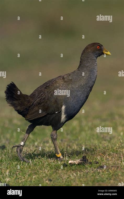 Tasmanian Native Hen Hi Res Stock Photography And Images Alamy
