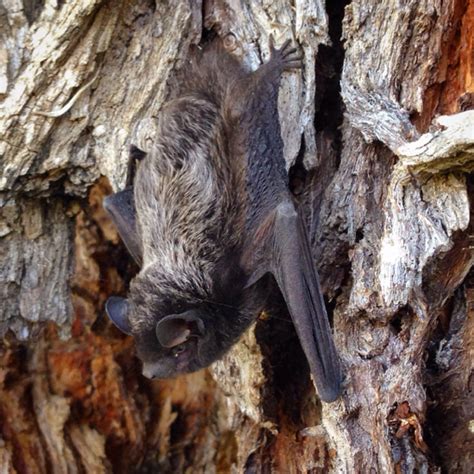 Silver Haired Bat Mammals Of Point Pelee National Park Of Canada