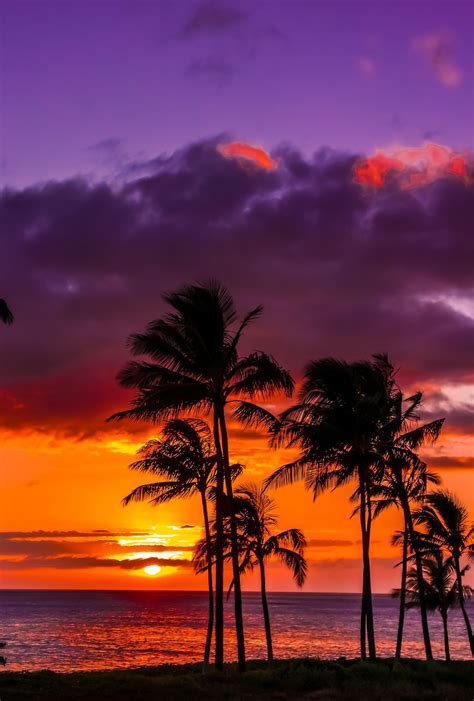 Secretary Bird by WisteriaLane via Tumblr | Sunsets hawaii, Beautiful sunset, Amazing sunsets