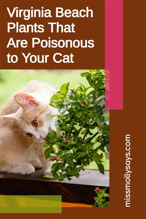 Virginia Beach Plants That Are Poisonous To Your Cat Miss Molly Says