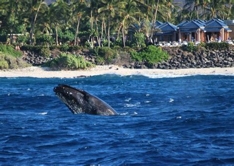Whale Cruises | Hawaii Ocean Sports